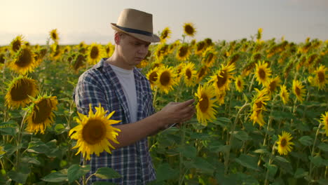 A-botany-scientist-works-on-a-field-with-sunflowers-in-summer-day-and-studies-its-properties.-He-writes-information-to-his-iPad.